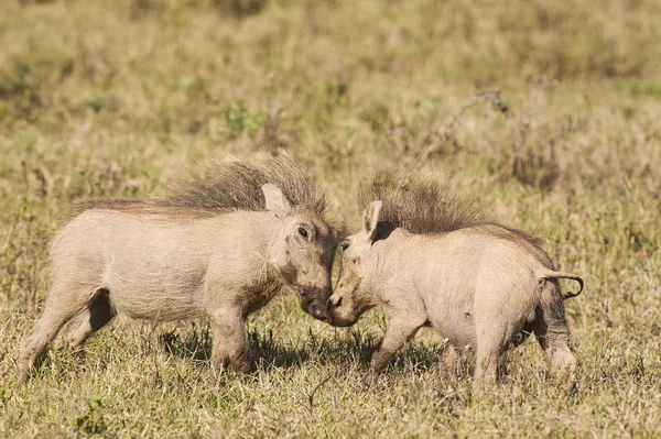 Dois Jovens Warthogs Jogando Lutando Grama Seca Curta — Fotografia de Stock