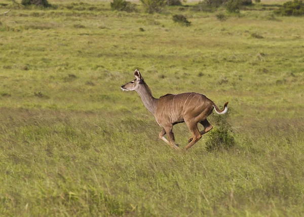 Joven Kudu Hembra Corriendo Través Pastizales Alta Velocidad Luz Mañana —  Fotos de Stock