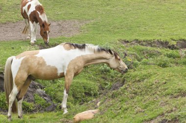 Kahverengi ve Beyaz atları kısa otların arasında kayalık bir alan üzerinde bir güneşli sabah otlatma yamalı