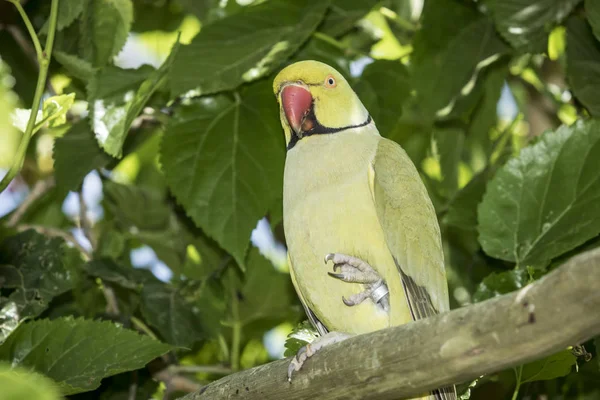 Indian Ring Necked Parakeet Sitting Tree Thick Foliage — Stock Photo, Image