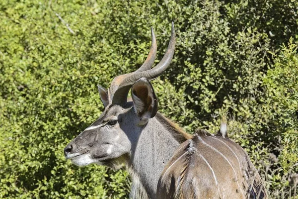 Piękny Portret Antylopy Kudu Mężczyzna Obok Gruby Roślinności Rodzimej — Zdjęcie stockowe