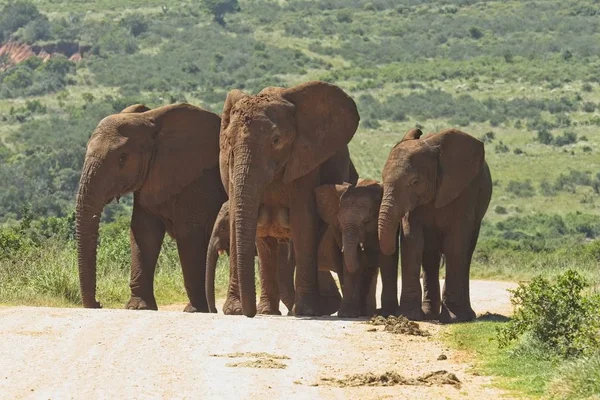 Elefantenherde Auf Einem Kleinen Hügel Auf Einer Schotterstraße Einem Nationalpark — Stockfoto