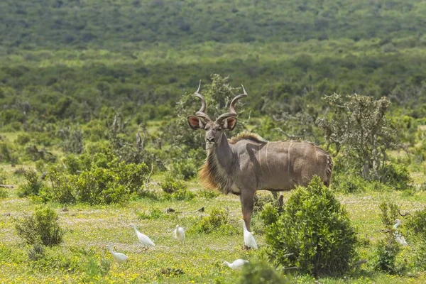 Macho Kudu Antílope Pie Claro Con Poco Garrapatas Aves Hierba — Foto de Stock