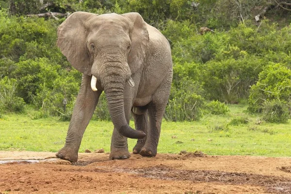 泥だらけの地面から滝壺の飲料水に単独で立っている大きな男性象 — ストック写真