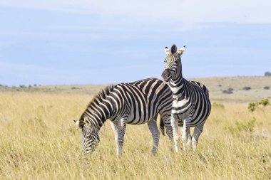 Two zebras standing in long  on a savannah grassland eating in the early morning sunlight clipart