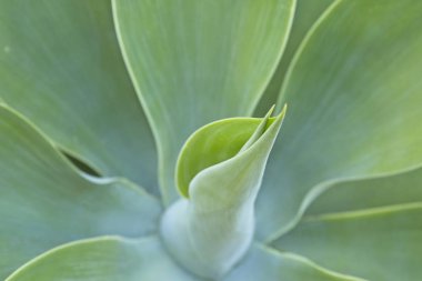 Sığ alan derinliği ile yumuşak yeşil yaprakları ile Aloe tesisi