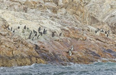 St Croix Adası kaygan bir eğim üzerinde Afrika penguenleri grubu
