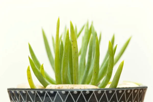 Wunderschöne Aloe-Pflanze im Retro-Porzellangefäß auf einem Holzbrett — Stockfoto