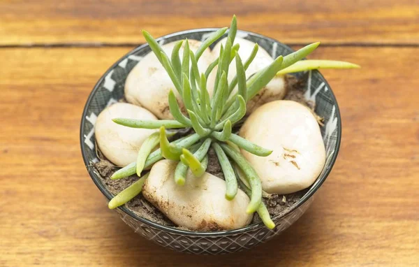 Draufsicht auf eine weiche fleischige Aloe-Kaktuspflanze mit weißen Steinen in einem schwarzen Porzellantopf — Stockfoto