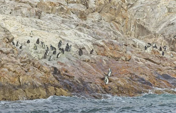 Gruppe afrikanischer Pinguine auf einem rutschigen Hang der Insel St. Croix Stockfoto