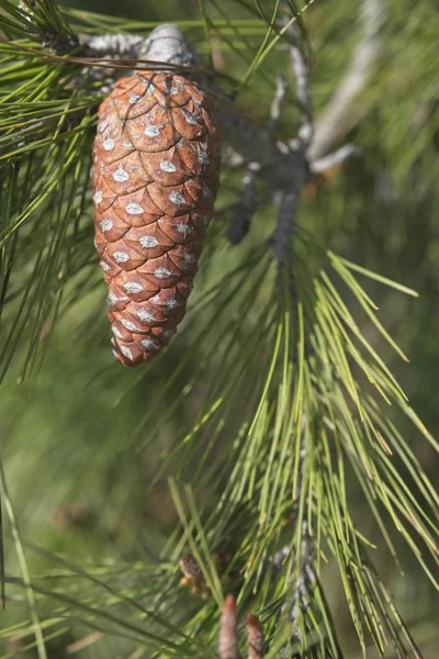 Hermoso cono de pino lleno de semillas colgando de un pino —  Fotos de Stock