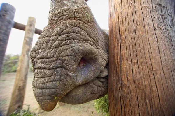 Close up portrait of a black rhino nose and nostrils — Stock Photo, Image