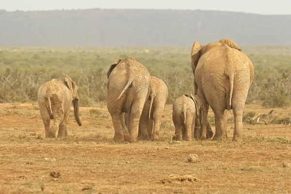 Família de elefantes africanos cobertos de lama que se afastam de um buraco de água — Fotografia de Stock