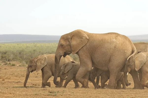 Familia de elefantes africanos caminando rápidamente hacia un pozo de agua — Foto de Stock