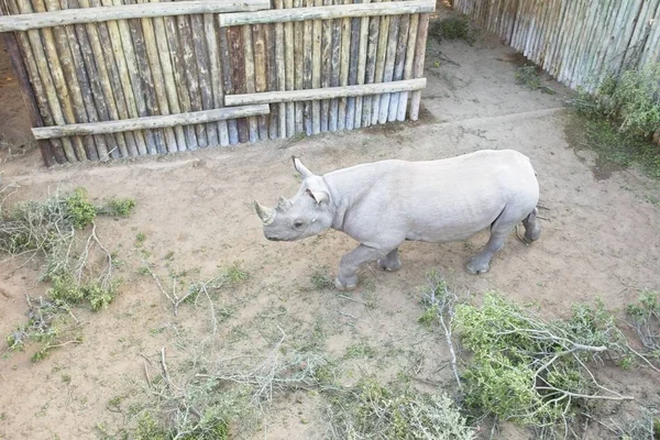 Rinoceronte negro inquieto que se mantiene en un recinto — Foto de Stock