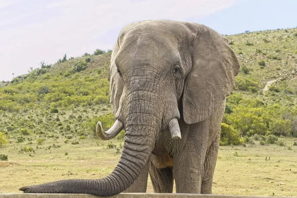 Großer afrikanischer Elefant steht und ruht seinen Rüssel auf einer Betonwand eines Reservoirs Stockbild