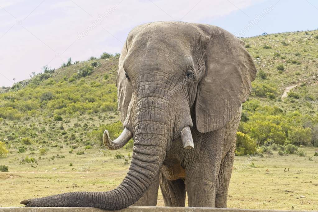 Large african elephant standing and resting its trunk on a concrete wall of a reservoir