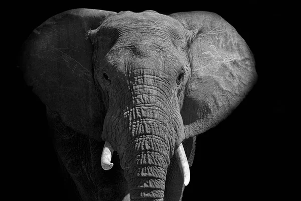 黒と白の明るい光の中を歩く大きなアフリカのオスの象 — ストック写真