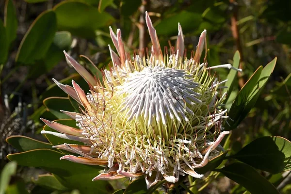 Blooming Large King Protea Flower Some Winter Sun South Africa — Stock Photo, Image