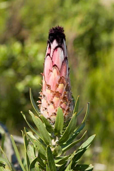 Closed Flower Beautiful Protea Flower Soft Winter Sunlight — Stock Photo, Image