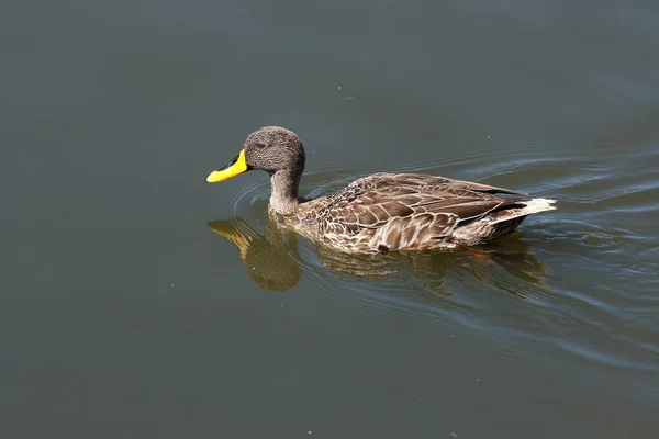 Bella Anatra Billed Giallo Nuotare Lago Calmo — Foto Stock