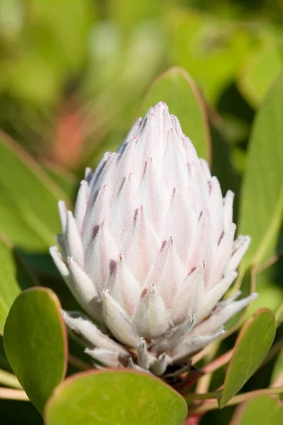 White Flower Protea Bush Nature Soft Winter Light Falling Its — Stock Photo, Image