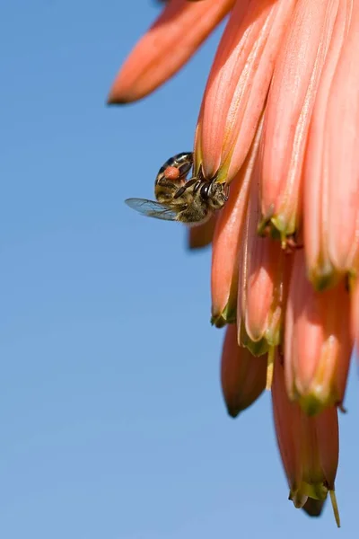 晴れた日に花粉を集めるアロエベラの花の美しいミツバチ ロイヤリティフリーのストック写真