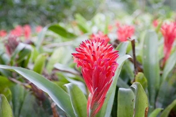 Beautiful Tropical Garden Filled Many Aechmea Weilbachii Orange Sunset Flowers — Stock Photo, Image