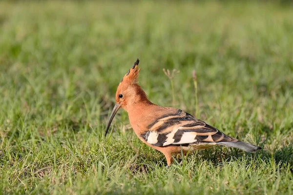 Belle Hoopoe Oiseau Marchant Recherche Nourriture Coucher Soleil Avec Une — Photo