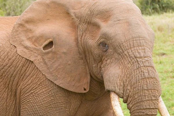 Gyönyörű Portré Egy Afrikai Elefántról Lyukkal Fülében Miközben Fóliát Eszik — Stock Fotó