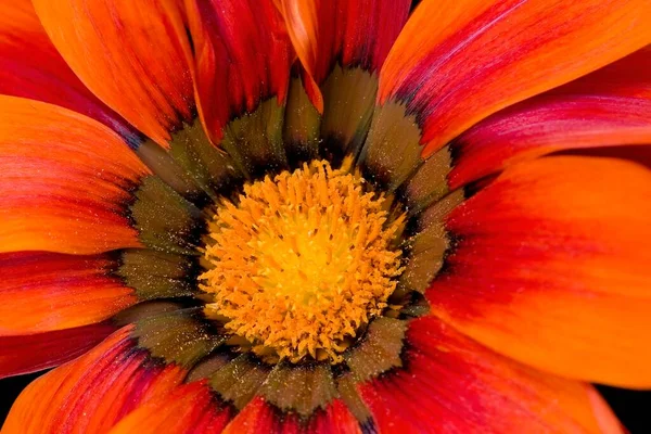 Close Macro Photo Orange Gazania Daisy Flower Soft Gentle Sunlight — Stock Photo, Image