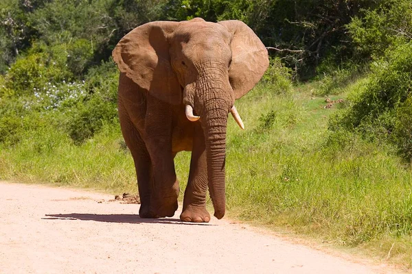 Ensam Ung Afrikansk Elefant Går Längs Grusväg Mot Ett Vattenhål — Stockfoto