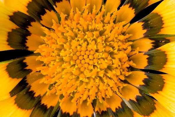 Macro Photo Yellow Gaziania Daisy Showing Lots Pollen Stamens — Stock Photo, Image