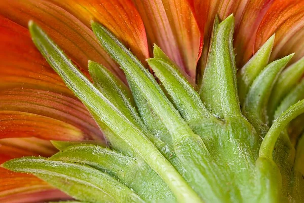 Beautiful Orange Gazania Flower Taken Showing Fine Hairs Stem — Stock Photo, Image