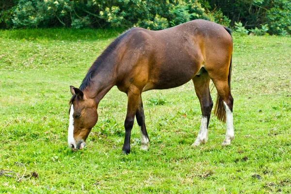 Piękny Brązowy Koń Białymi Oznaczeniami Wypasana Zielona Trawa — Zdjęcie stockowe