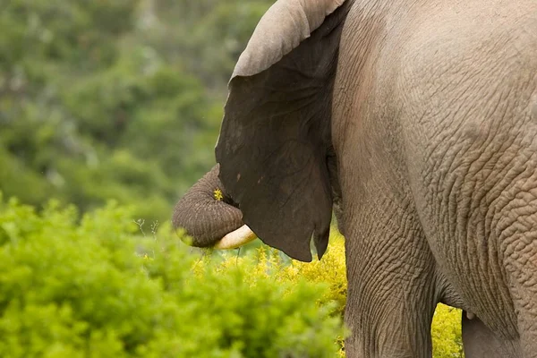 夏の日には大きな象が立ち黄色い野生の花を抱き幹を持ち — ストック写真