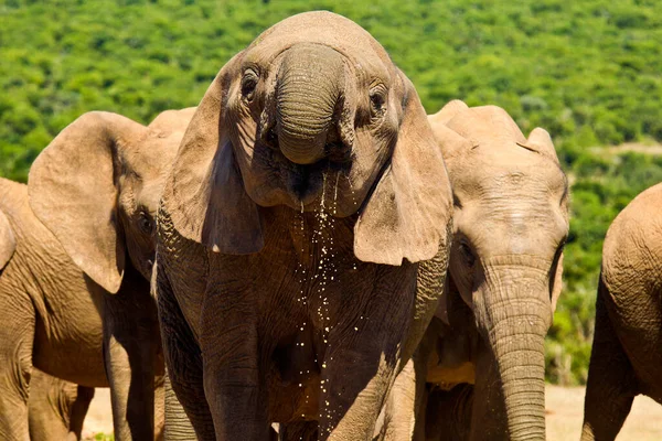 大きな象が立って 口から水が滴り落ちる水の穴で飲んでいます — ストック写真