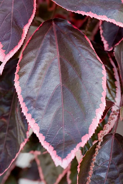 Large Tropical Plant Red Variegated Leaves Pink Edges Warm Morning — Stock Photo, Image