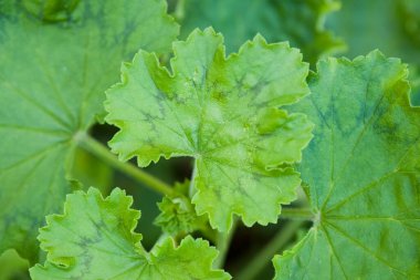Yumuşak orman ışığında yeşil sardunya yaprağı arkaplanı