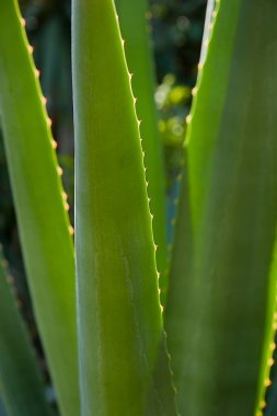 Uzun aloe bitkisinin arka ışıklandırmalı yüksek kontrastlı yakın çekim görüntüsü