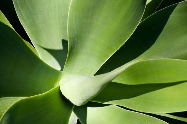 Güzel bir aloe bitkisi ve öğleden sonra güneşinde yuvarlanan yapraklardan yapılmış bir çıkıntı.
