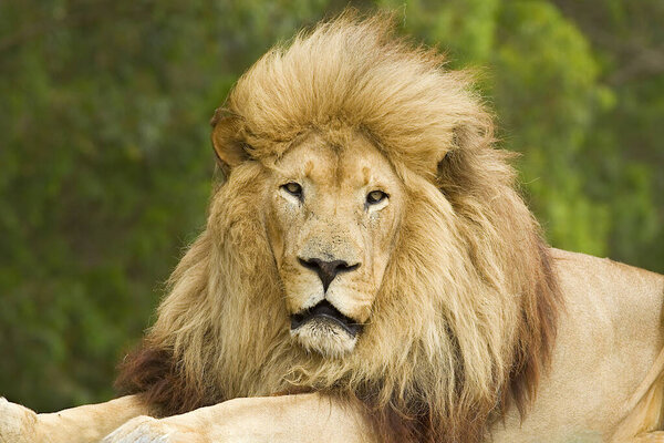 Majestic old Male lion with a huge mane lying in the wind and staring towards the camera