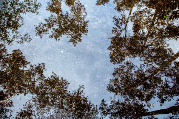 Ciel Bleu Reflet Forêt Pins Dans Flaque Contexte Naturel — Photo