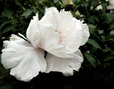 Yağmur damlaları ve koyu yeşil arkaplanı olan büyük güzel beyaz bir çiçek. Yazın sabah çiği ve tazeliği