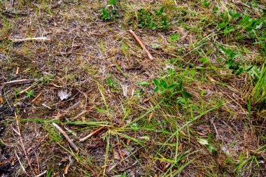 Üst Manzara. Yeşil çimenleri ve yerde küçük kahverengi dalları olan doğal bir arka plan.