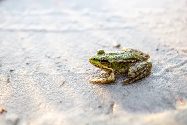 Little Green Frog Sitting Sand Summertime Lake Sunshine Rest Water — Stock Photo, Image