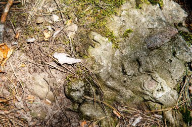 Taşlı, yeşil yosunlu ve tahta dallı doğal arka plan. Güneşli eski orman arka planı
