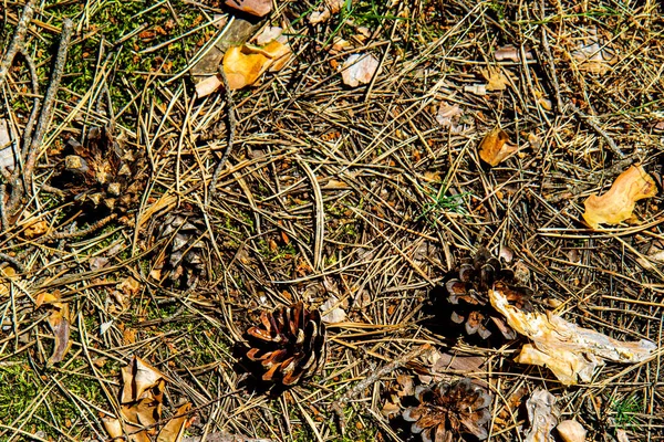 Çam ağaçları, iğneler, koniler, eski yapraklar ve ağaç kabukları ile doğal arka plan. Çam iğnelerinin dokusu