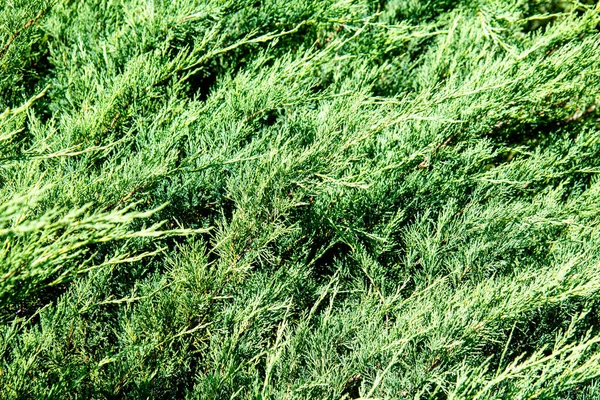 Naturlig Grön Bakgrund Nålar Naturens Skönhetsfärger Grönska Vår Sommar — Stockfoto