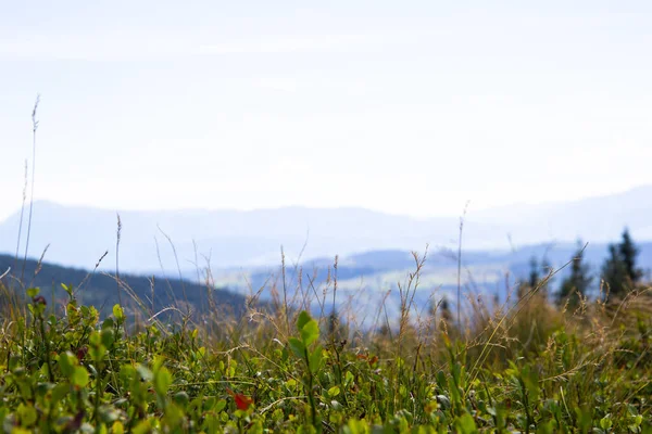 Natuurlijke Achtergrond Met Berg Lichtblauwe Lucht Groen Gras Aartjes Bergen — Stockfoto